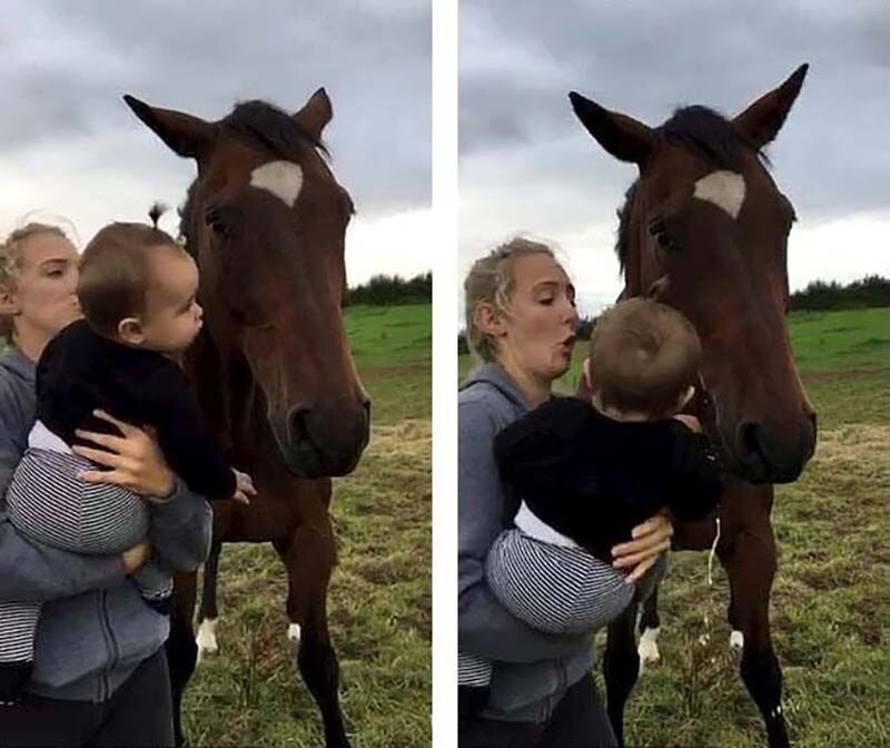 Ребёнка вырвало прямо во время поцелуя с лошадью