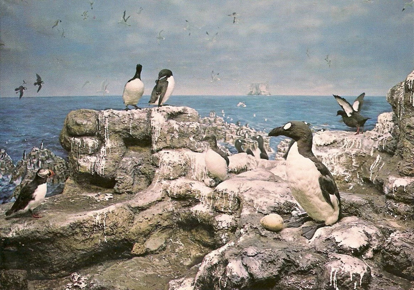 Бескрылая гагарка: «Пингвины» жили на Северном полюсе. Но потом пришёл человек