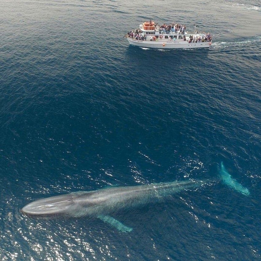 Синий кит и катер длиной 23 метра