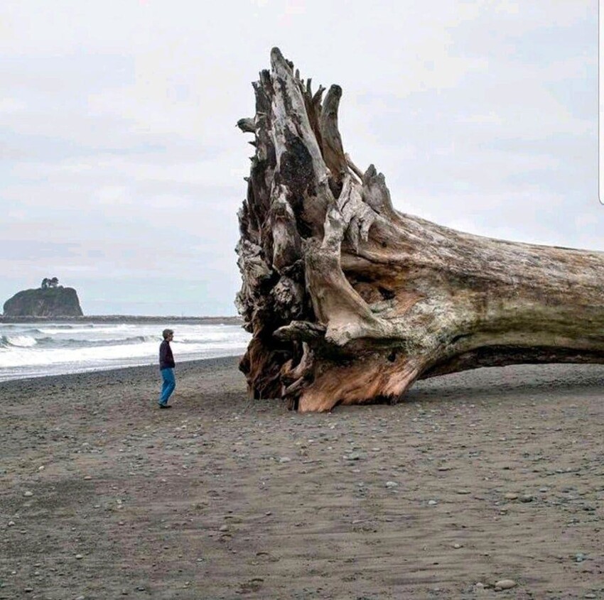 Это гигантское дерево выбросило на берег