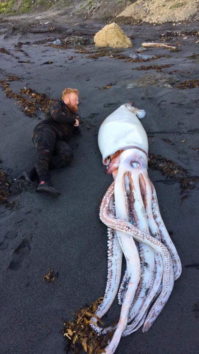 Этого гигантского кальмара выбросило на берег