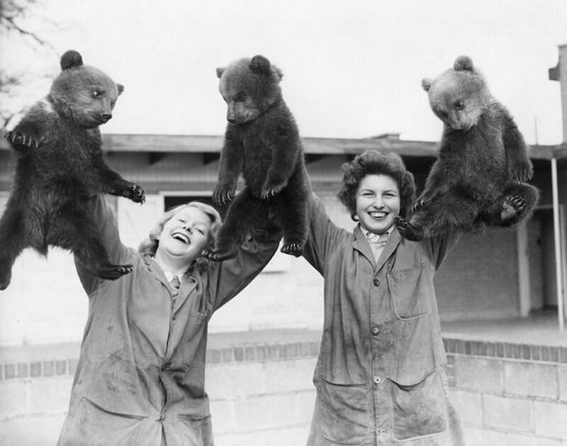Первый выход (вынос) на люди трех бурых медвежат в Уипснейдском зоопарке, Англия, 1959 год