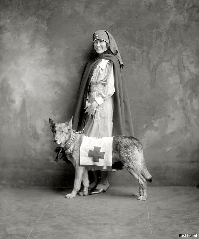Собака Красного Креста, 1917 г