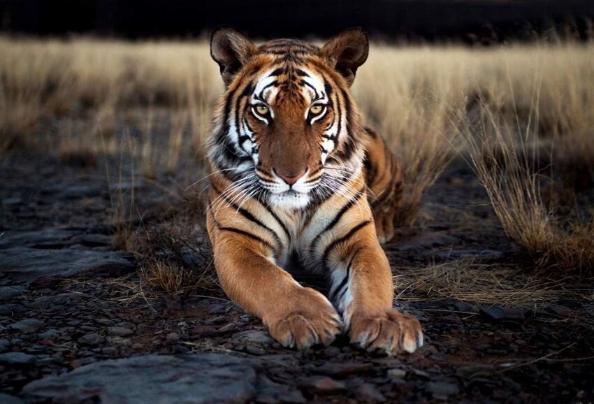Китайский тигр: Цепляться за жизнь мертвой хваткой