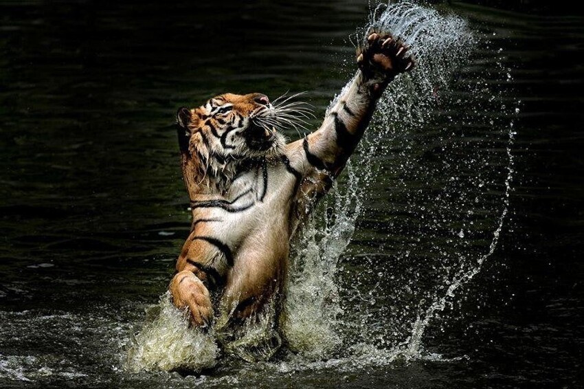 Китайский тигр: Цепляться за жизнь мертвой хваткой