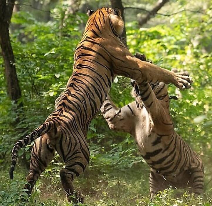Тигры сразились в жестокой битве перед группой туристов