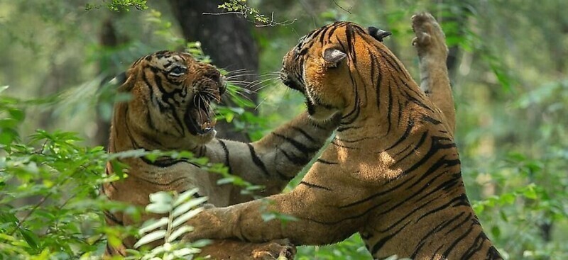 Тигры сразились в жестокой битве перед группой туристов