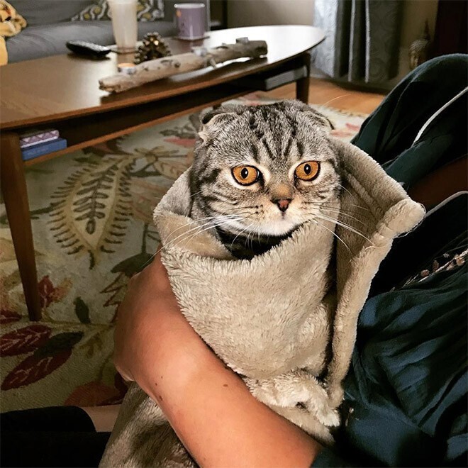 Котики в полотенцах