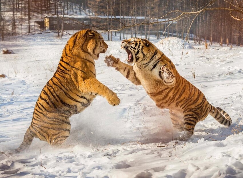 Поединок Льва и Тигра. Кто победит в этой битве?