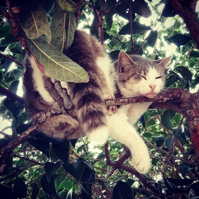 30 кошек демонстрируют свои навыки сна на деревьях