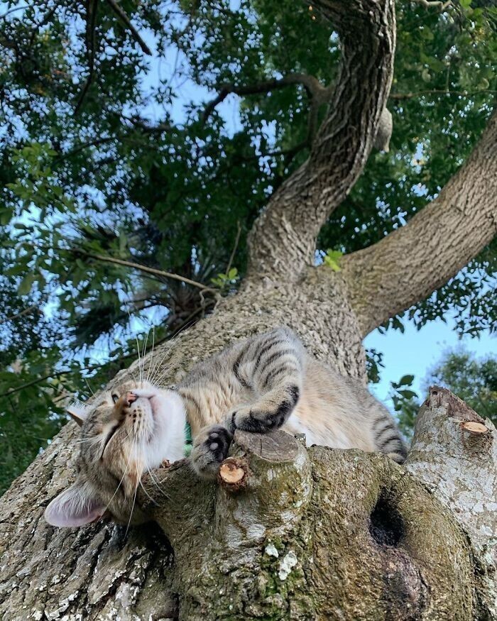 30 кошек демонстрируют свои навыки сна на деревьях