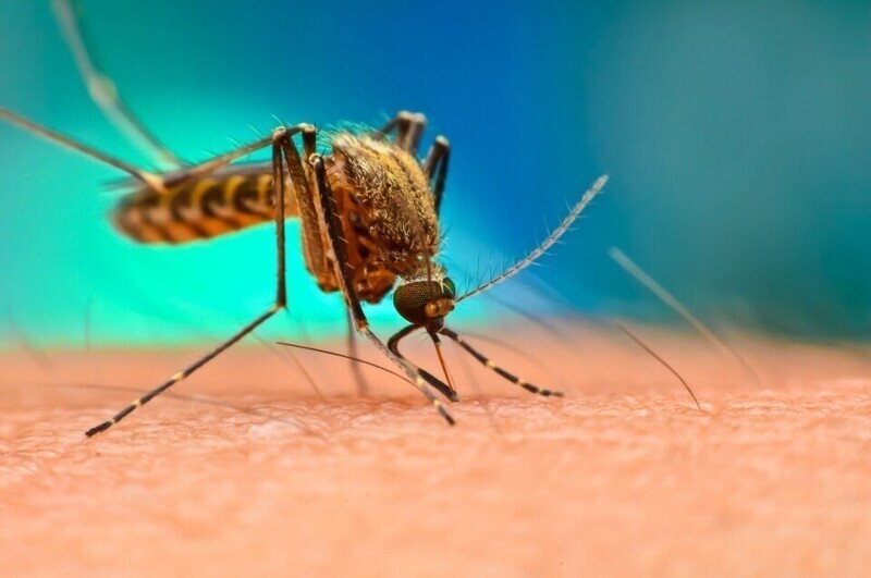 Стало известно, могут ли обычные комары переносить коронавирус и заражать людей