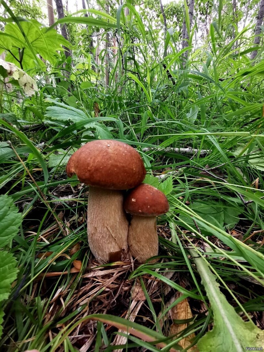 Кажись попёрло
