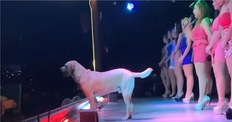 Любопытный пес выбежал на сцену и принял участие в музыкальном шоу