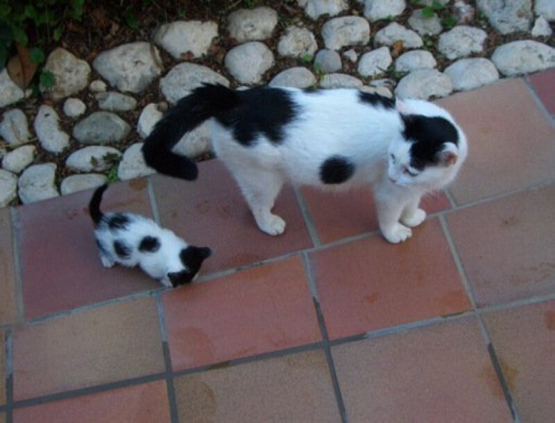 Котята и их родитель