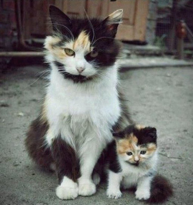 Котята и их родитель
