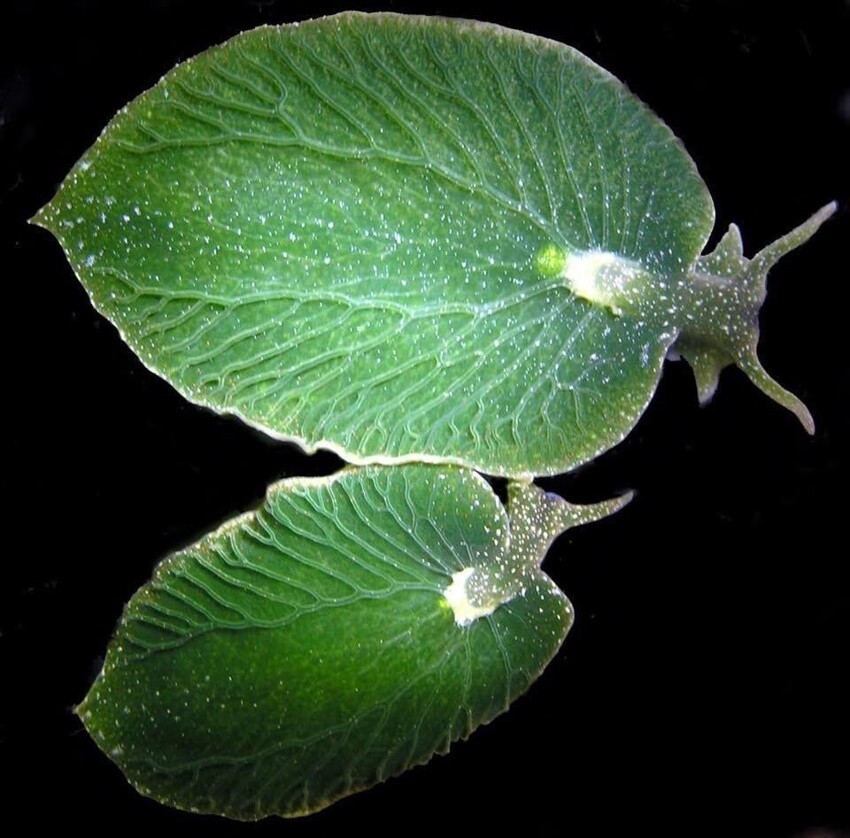 Это морской слизняк, который выглядит как лист. Он может обходиться без еды в течение 9 месяцев, запуская процесс фотосинтеза, греясь на солнце
