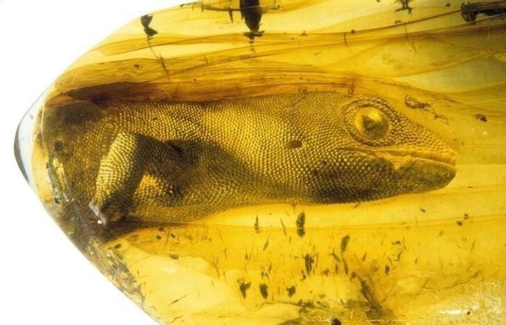 Геккон заключённый в янтарь 54 миллиона лет назад