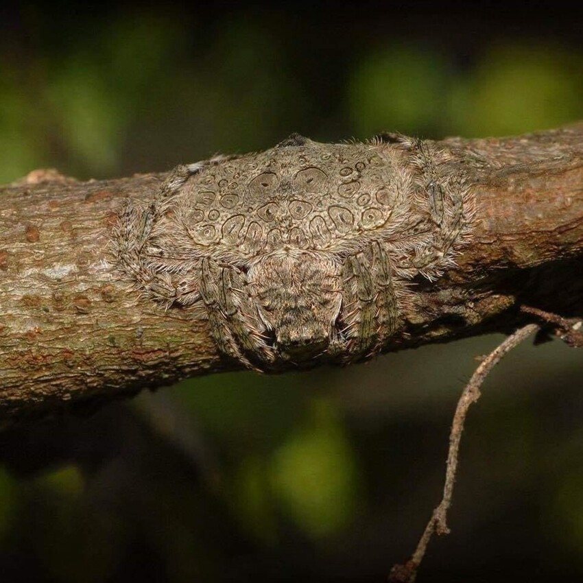 Паук-обертка может сплющиваться и обволакивать своим телом ветви деревьев, в качестве камуфляжа