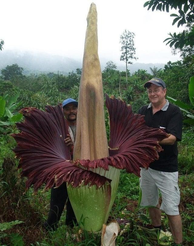 Amorphophallus Titanum - один из самых больших цветов в мире. Он цветет один раз в 40 лет в течение 4 дней!