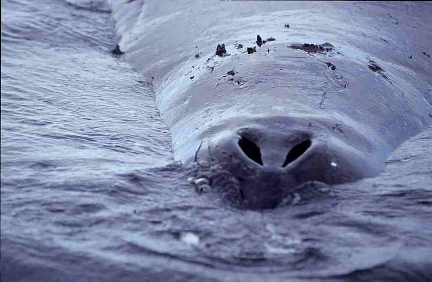 Гренландский кит: Второй после Синего. Гигантский пожиратель с крайнего севера
