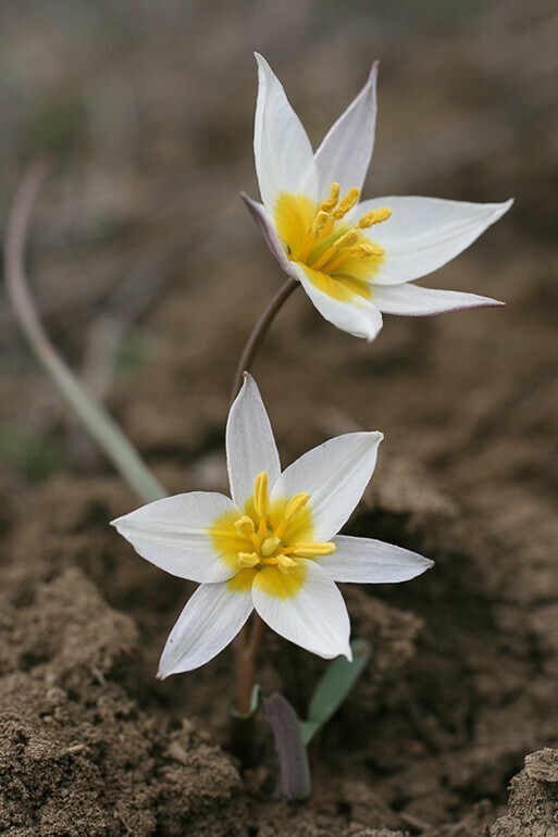 Тюльпаны. Tulipa biflora - Тюльпан двуцветковый