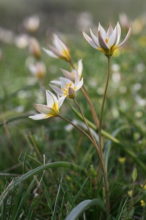 Тюльпаны. Tulipa biflora - Тюльпан двуцветковый