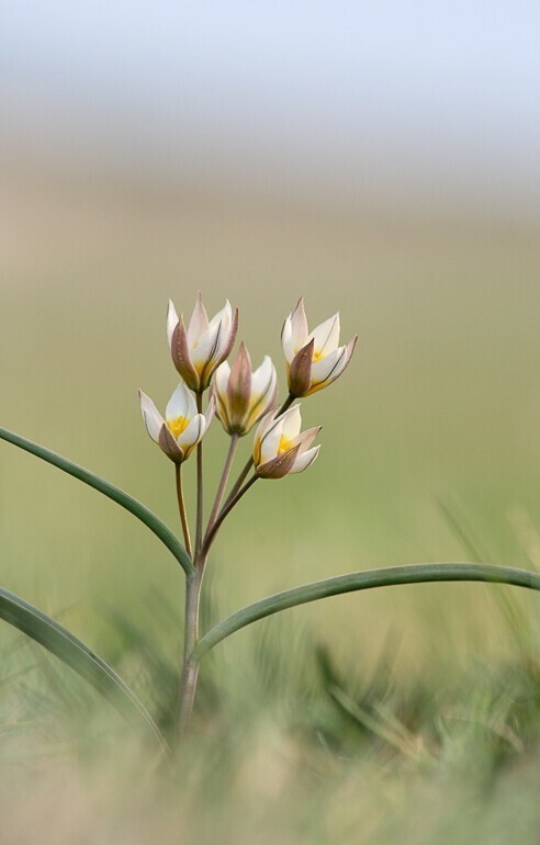 Тюльпаны. Tulipa biflora - Тюльпан двуцветковый