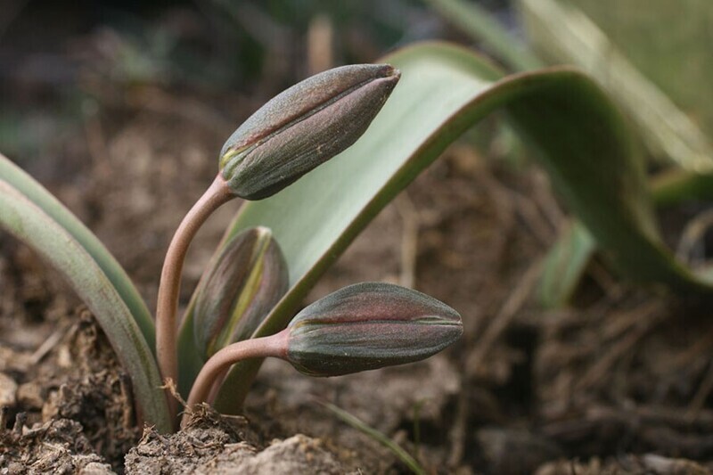 Бутоны двуцветкового тюльпана показываются уже в марте, если стоит достаточно теплая погода.