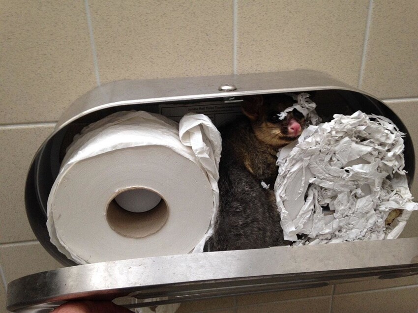 И пару милых зверьков - поссум свил гнездо в туалетной бумаге