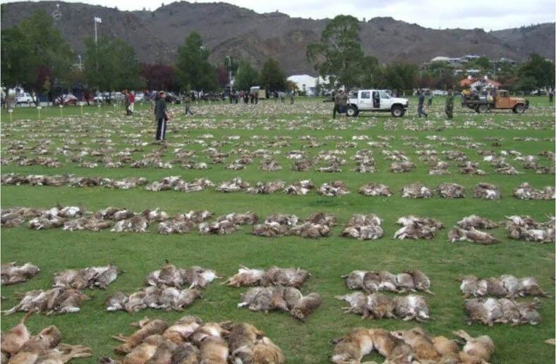 Кролики: Как они унизили природу Австралии и еще немного непристойных фактов