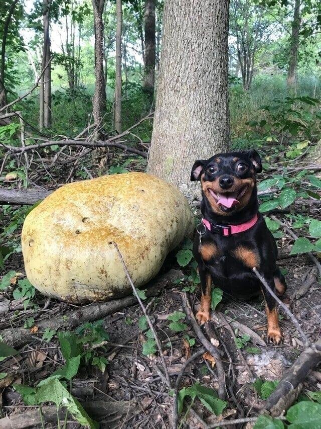10. "Мой пес сегодня нашел нечто странное в лесу. Что это за бугор такой?"