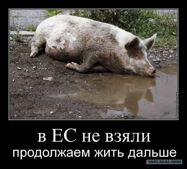 Политические комментарии из инета