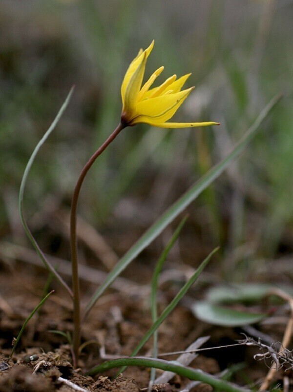 Тюльпаны. Tulipa scythica - Скифский тюльпан