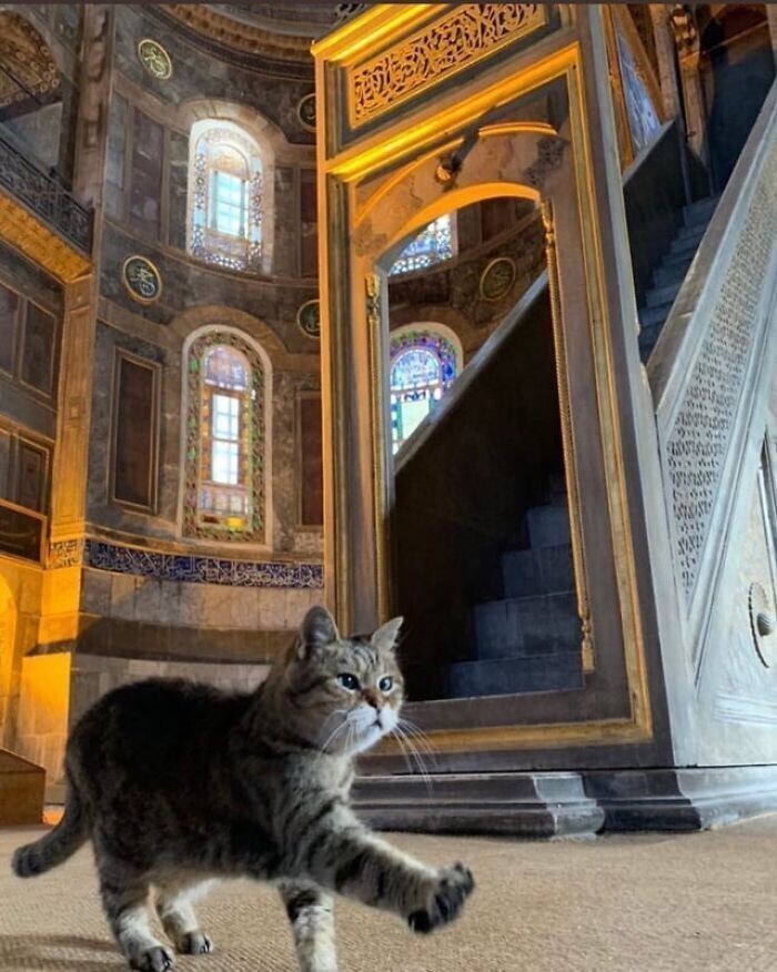 В турецком соборе много лет живет кошка, и она - его главная "хозяйка"