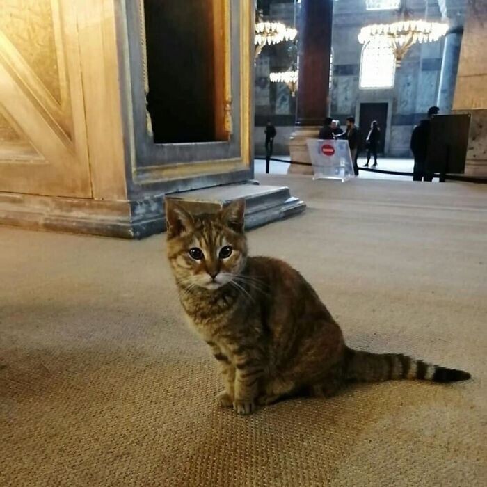 В турецком соборе много лет живет кошка, и она - его главная "хозяйка"