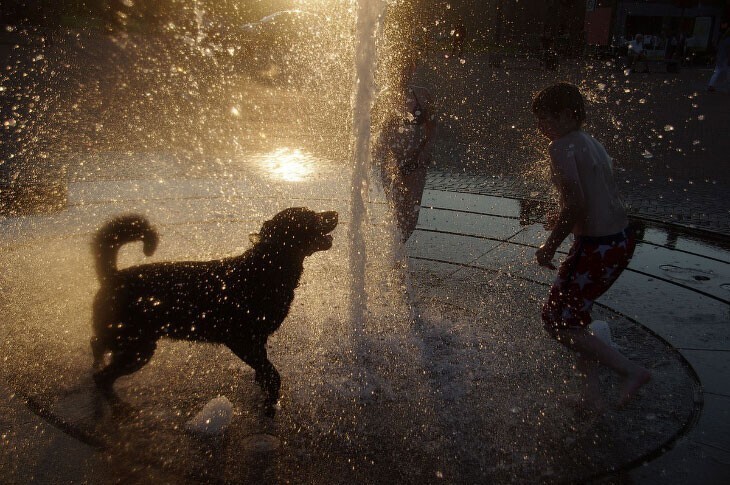 Дети играют с собакой в фонтане. (Фото Middelveld):
