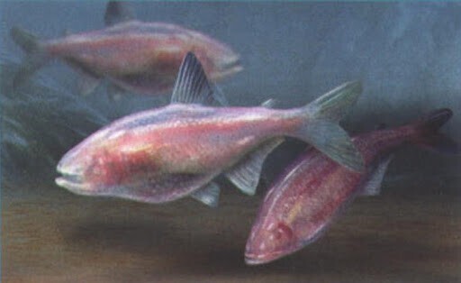 Астианакс полосатый, слепая рыбка