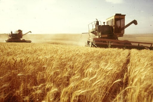 Иордания закупила российскую пшеницу