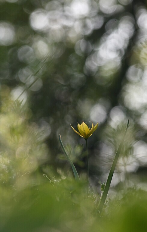 Тюльпаны. Tulipa biebersteiniana - Тюльпан Биберштейна