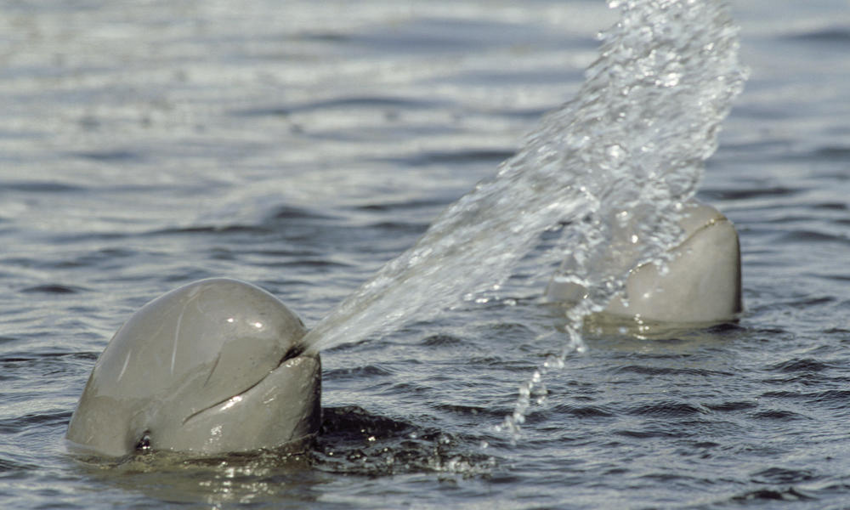 Иравадийский дельфин: Волан-де-Морт от мира животных. Их осталось всего 100 особей!