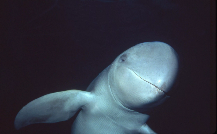 Иравадийский дельфин: Волан-де-Морт от мира животных. Их осталось всего 100 особей!