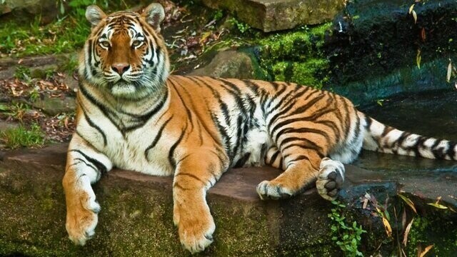 Тигр — самый крупный представитель семейства кошачьих