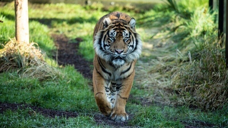Тигр — самый крупный представитель семейства кошачьих