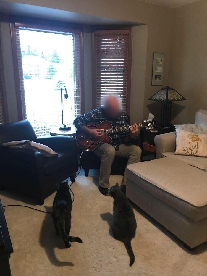 "А вот мой папа играет на гитаре для "этих ненавистных кошек""