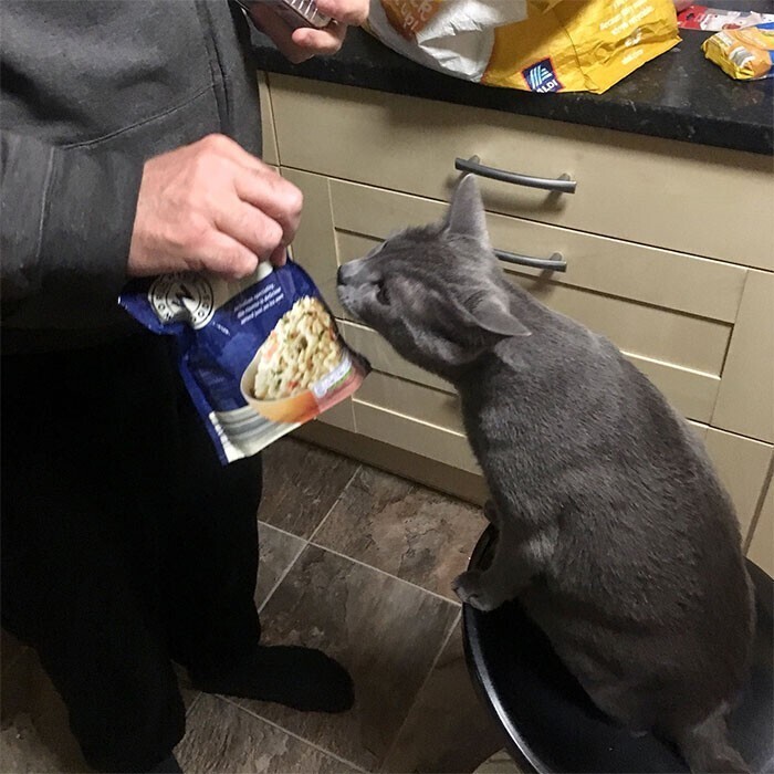 "Мой отец, который больше всех не хотел кота, показывает Лукасу все продукты из пакета. Потому что кот "должен знать", что он купил"