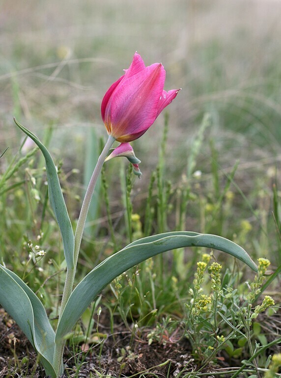 Тюльпаны. Tulipa gesneriana - Тюльпан Геснера (Шренка)