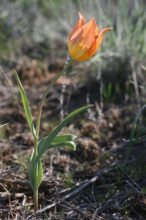 Тюльпаны. Tulipa gesneriana - Тюльпан Геснера (Шренка)