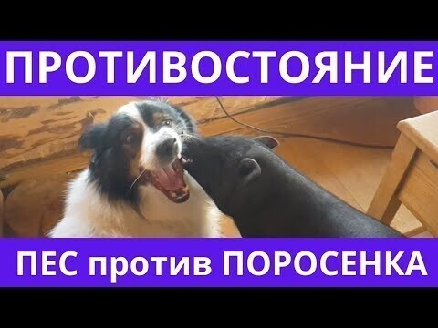 Стычка вислобрюхой свинки и собаки 