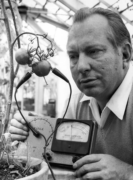 Основатель сайентологии Рон Хоббард с помощью «Электрометра Хаббарда» пытается выяснить, испытывают ли помидоры боль, 1968
